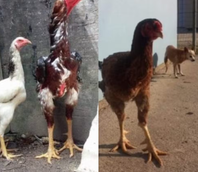As galinhas da raça Índio Gigante podem chegar a pesar 8 kg e medir 1 metro de altura.