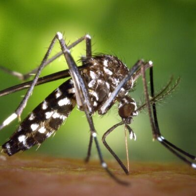 Santa Catarina já registra mais de 17 mil casos prováveis de dengue em 2024. O aumento em relação ao ano passado é de 650%. Foto: Divulgação CRFRS