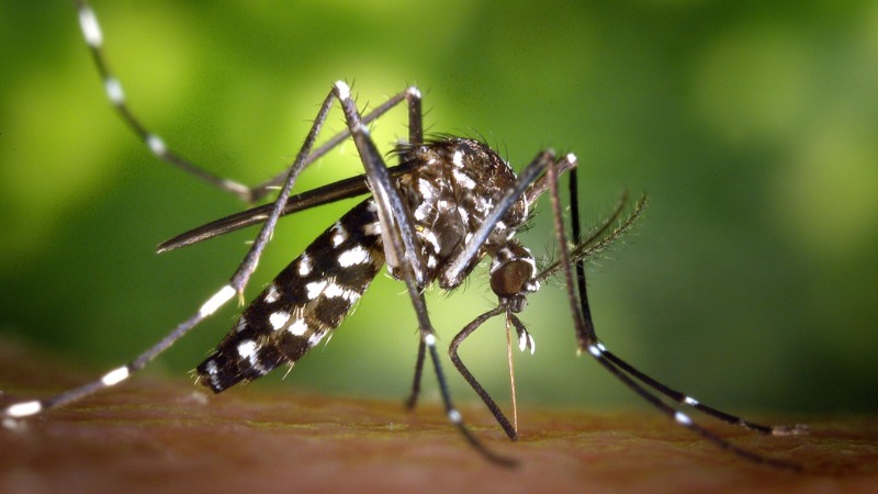 Santa Catarina já registra mais de 17 mil casos prováveis de dengue em 2024. O aumento em relação ao ano passado é de 650%. Foto: Divulgação CRFRS