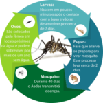 Dengue em SC: Estado decreta situação de emergência.