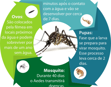 Dengue em SC: Estado decreta situação de emergência.